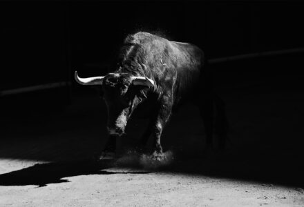 Bull marked
